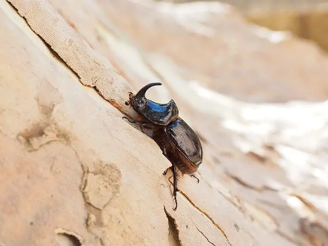 an image of a rhinoceros beetle