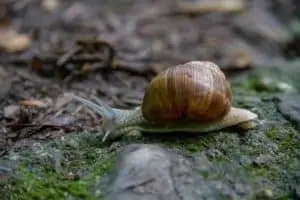 A snail sitting on a rock