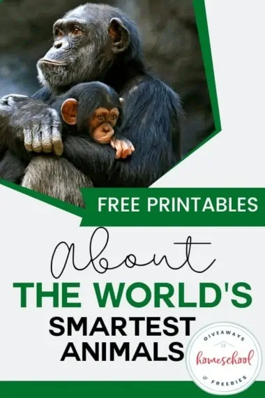 Free Printables About the World's Smartest Animals text with image of two monkeys together