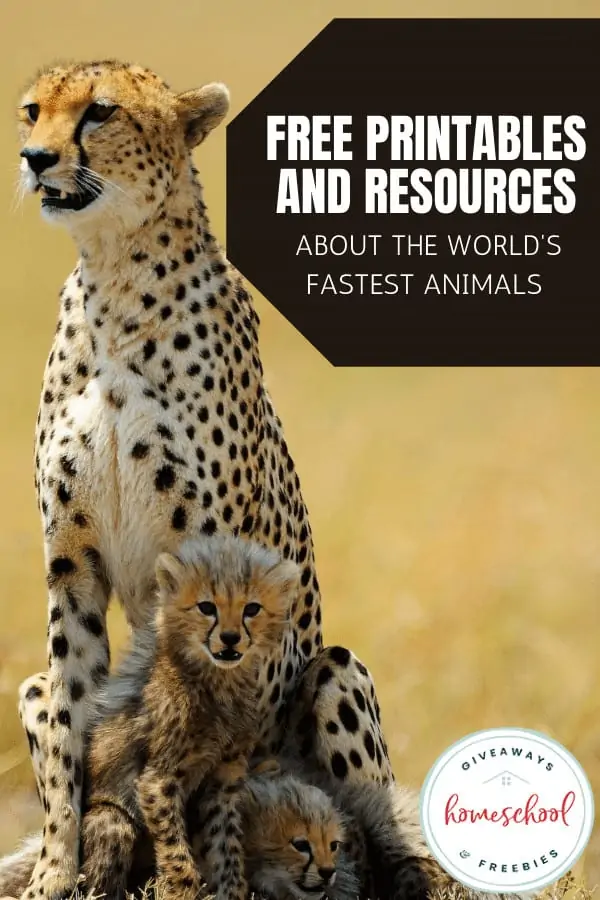 Free Printables and Resources About the World\'s Fastest Animals text with image of cheetahs