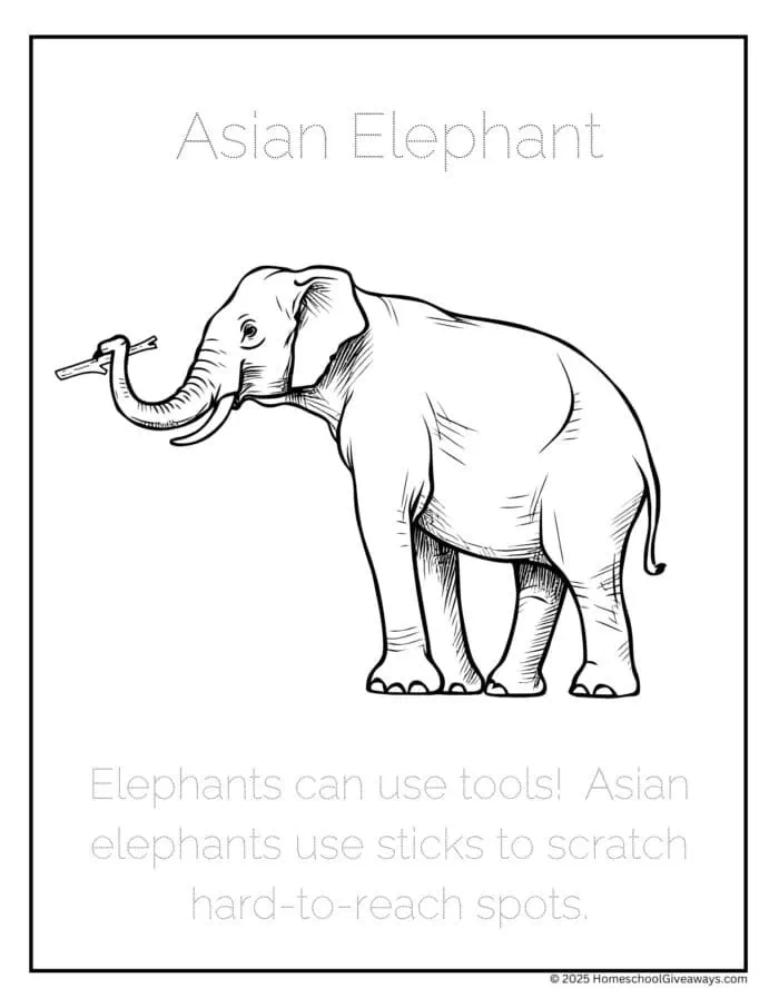 Asian elephant coloring page showing elephant holding a stick and phrase to trace