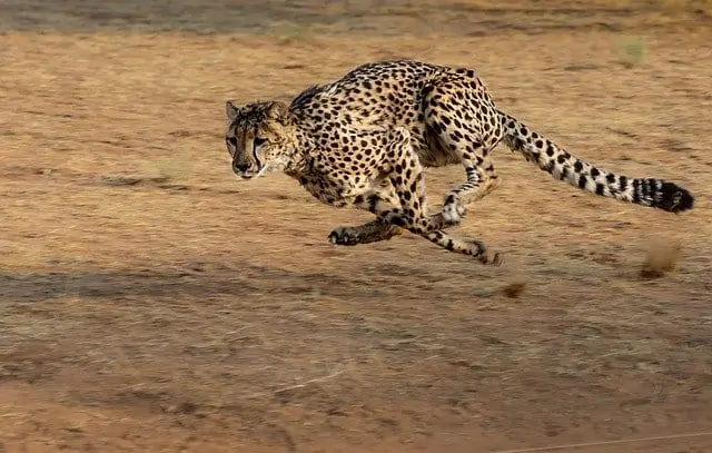 an image of a cheetah running outside