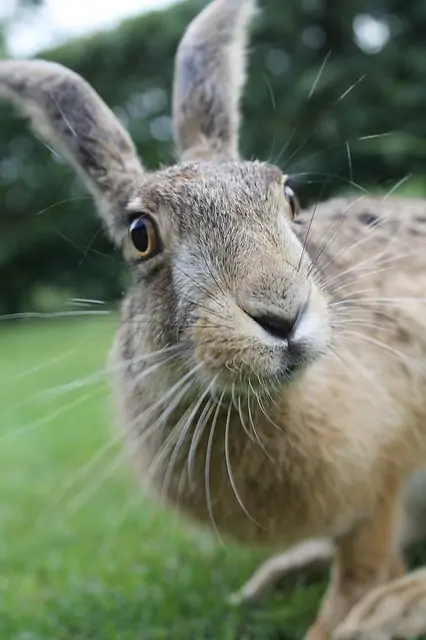 A close up image of a brown hare