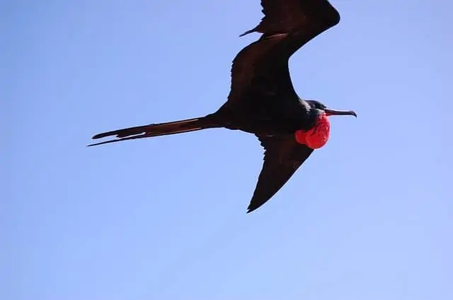 A bird flying in the air