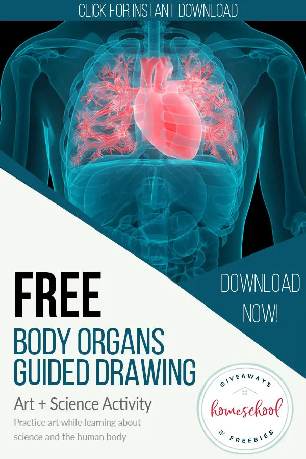Free Body Organs Guided Drawing Art + Science Activity
