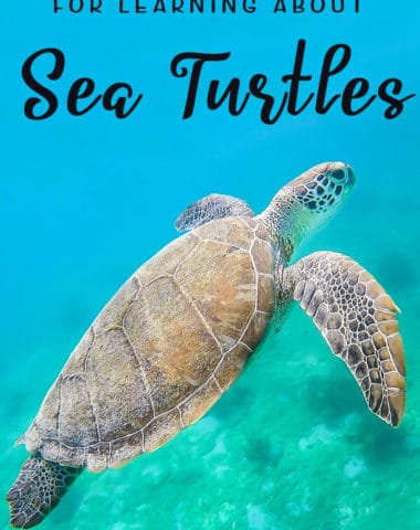 FREE Resources for Learning about Sea Turtles