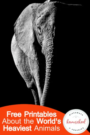 black and white image of a large elephant
