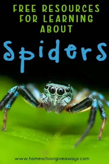 FREE Resources for Learning about Spiders
