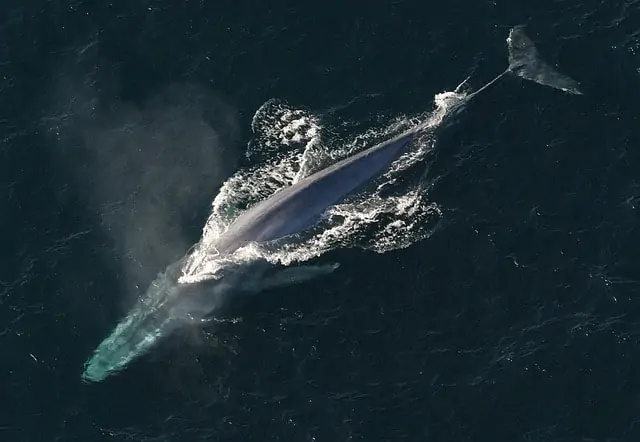 an image of a large whale swimming at the top of the ocean