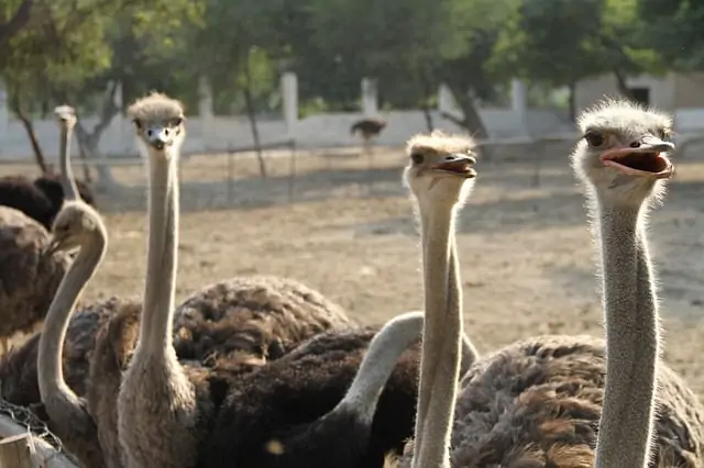 an image of a group of ostriches outside