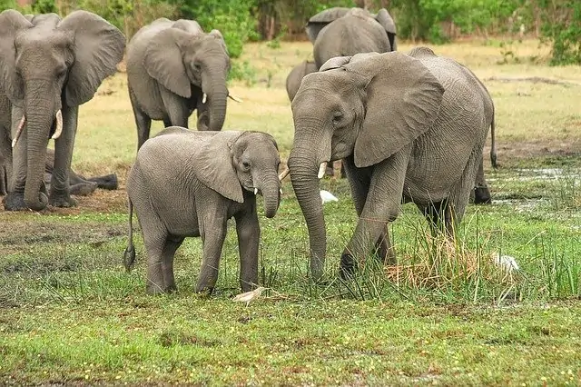 an image of a bunch of elephants outside in a group