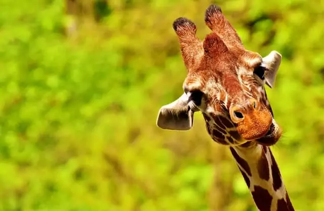 a close up image of a giraffe
