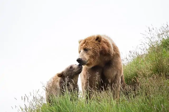 an image of a big bear and a little bear together outside