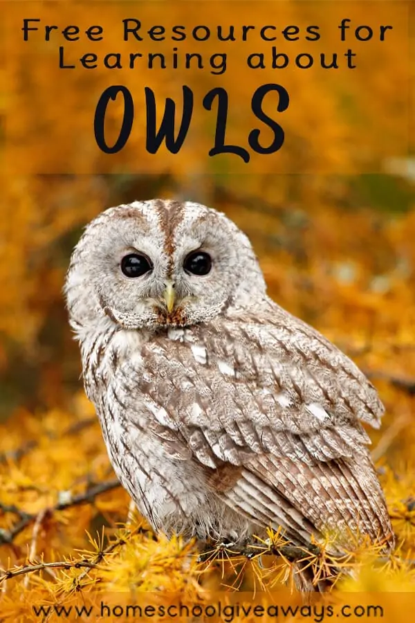 Free Resources for Learning about Owls text with background image of an owl