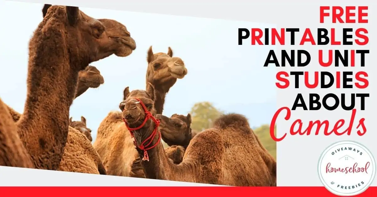 Free Printables And Unit Studies About Camels