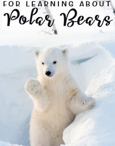 Free Resources for Learning about Polar Bears