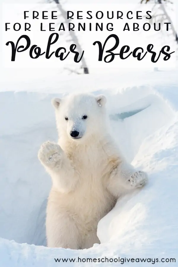 Free Resources for Learning about Polar Bears