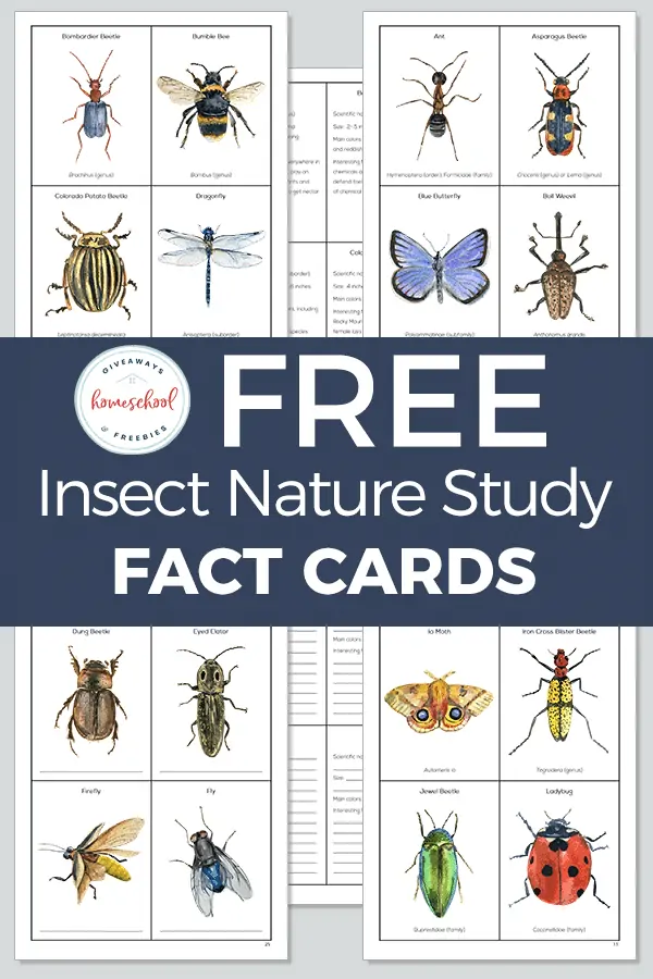 insect cards