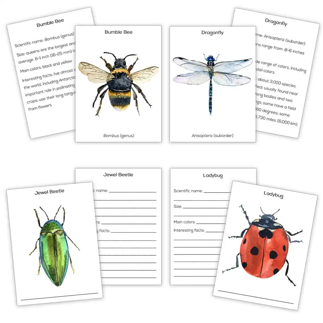 insect fact cards