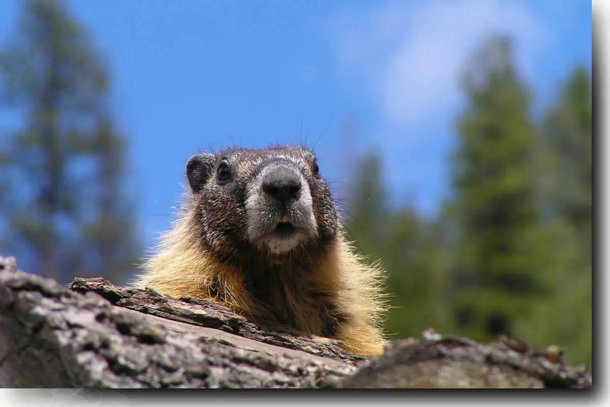 Groundhog Day printables with a groudhog staring at camera