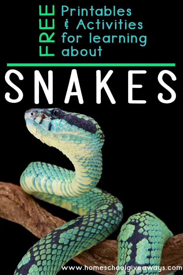 FREE Printables for Learning about Snakes