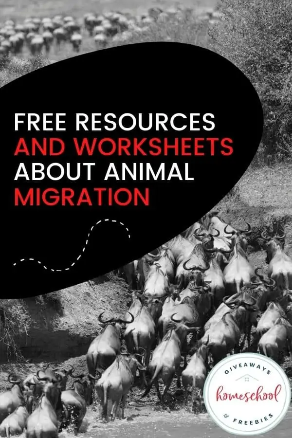 FREE Resources and Worksheets About Animal Migration text with a black and white background image of sheep
