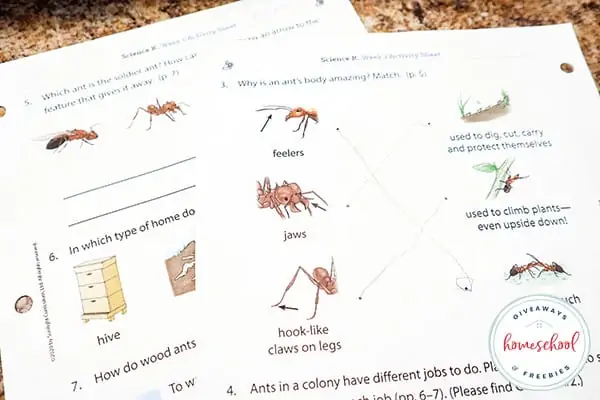 two worksheets learning about insects