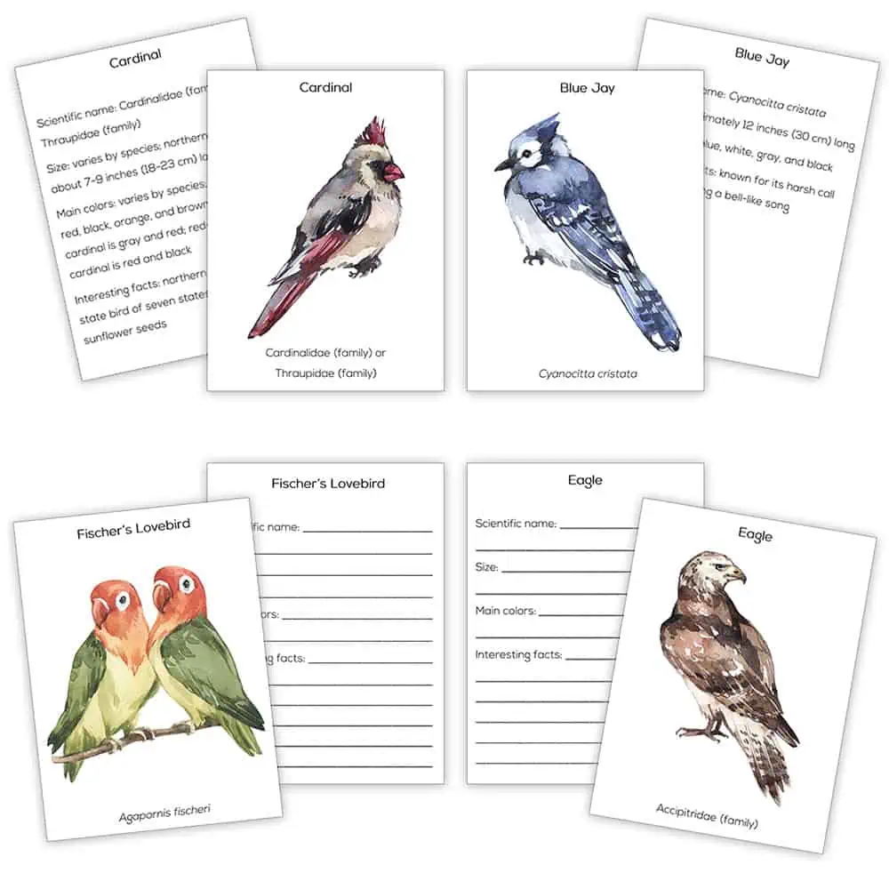 bird cards