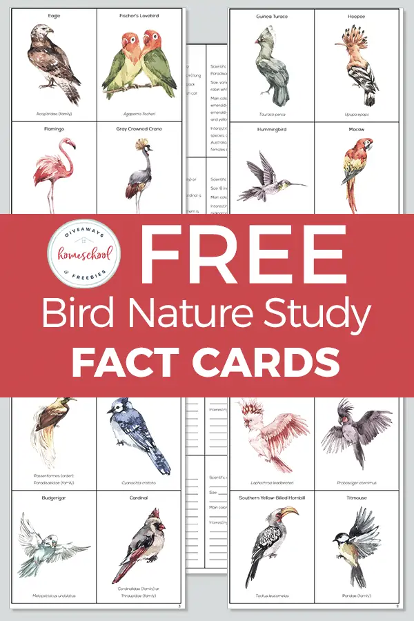bird fact cards