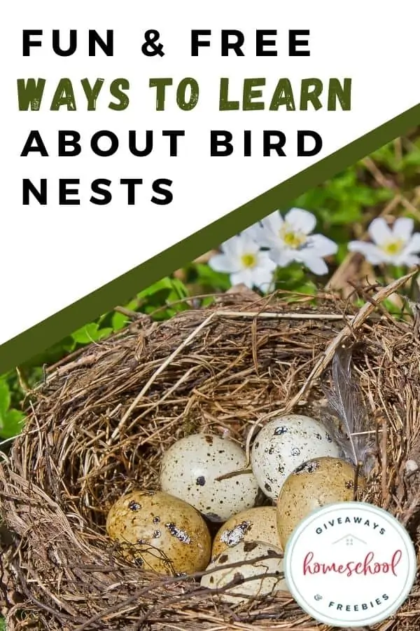 A nest with eggs in the grass with text Fun & Free Ways to Learn About Bird Nests