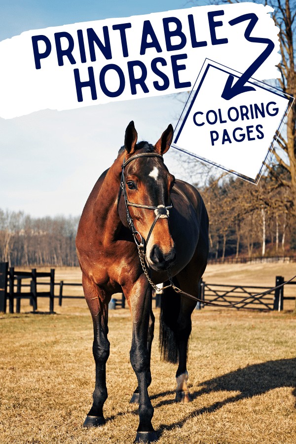 This image is of a real horse, in an open field fence, with text overlay.