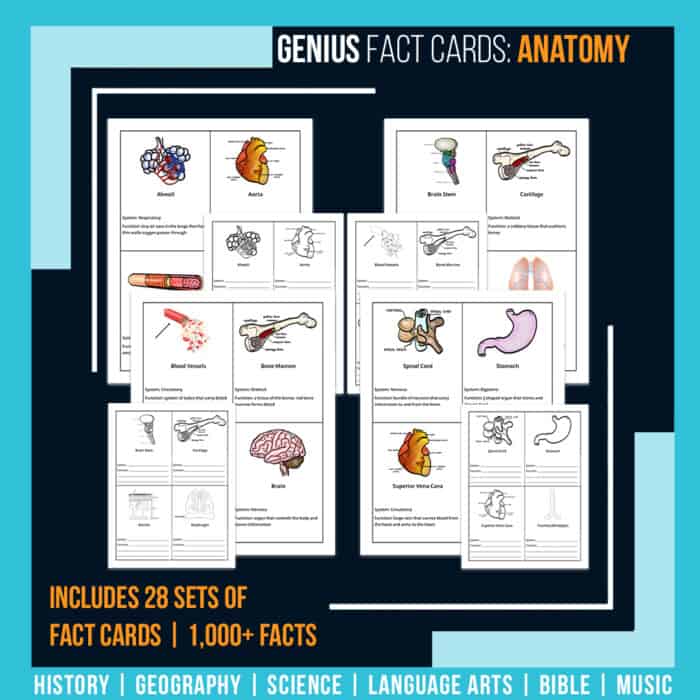 Human anatomy fact cards with colored worksheets