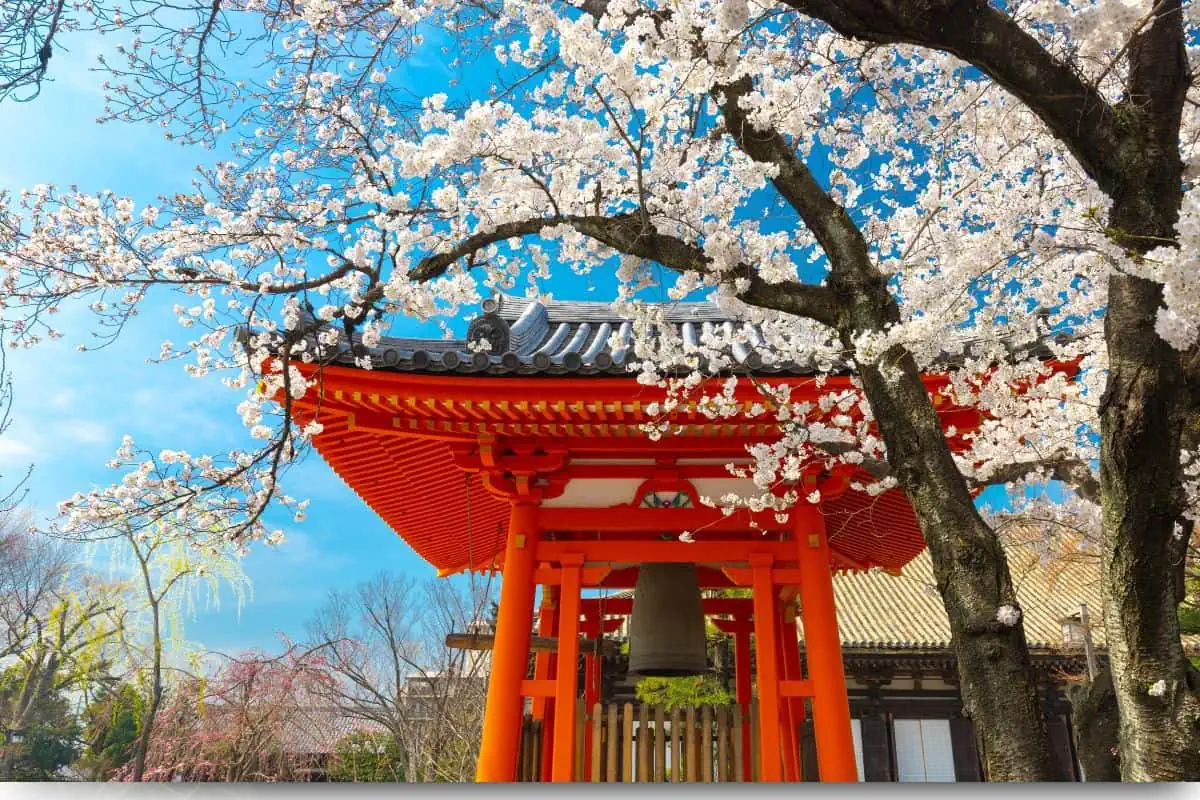 Japanese arc with a budding Japanese cherry blossom tree