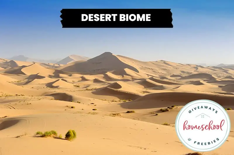 Desert Biome