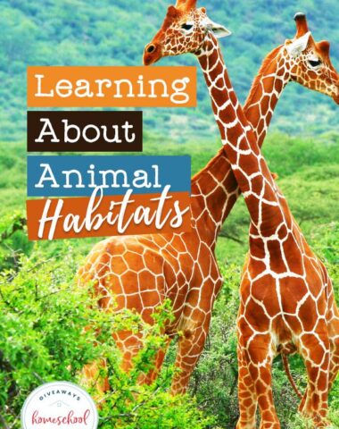 Image is of two giraffes crossing necks in the grasslands habitat with text overlay that reads, "Learning About Animal Habitats."