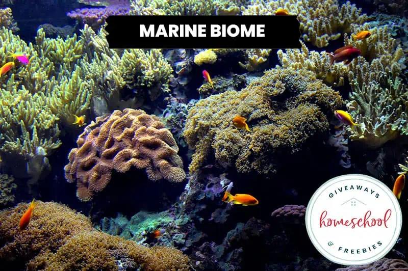 Marine Biome