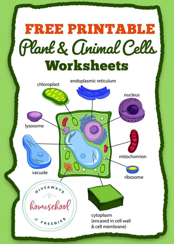 Free Printable Plant and Animal Cells Worksheets
