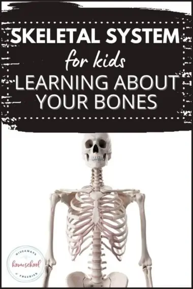 Skeletal System for Kids - Learning About Your Bones with image of skeleton