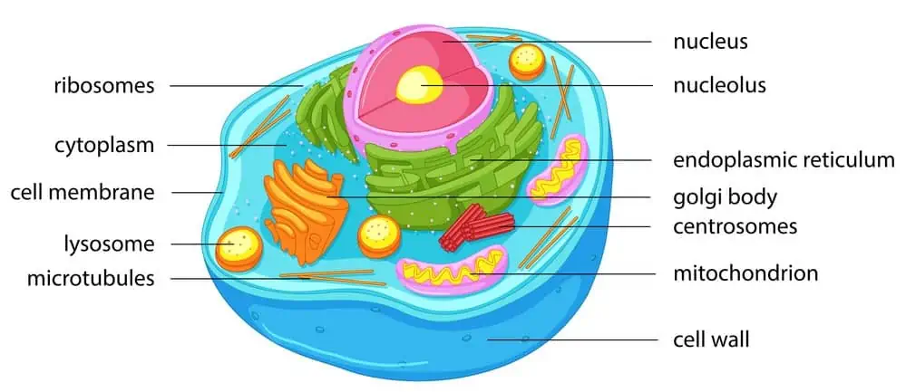 anatomy of an animal cell