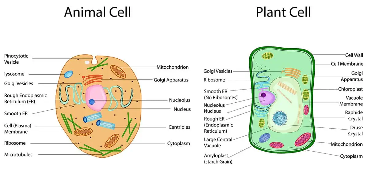 Parts of Plant and Animal Cells
