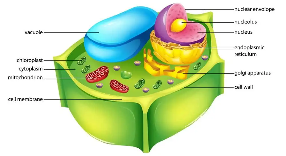 anatomy of a plant cell