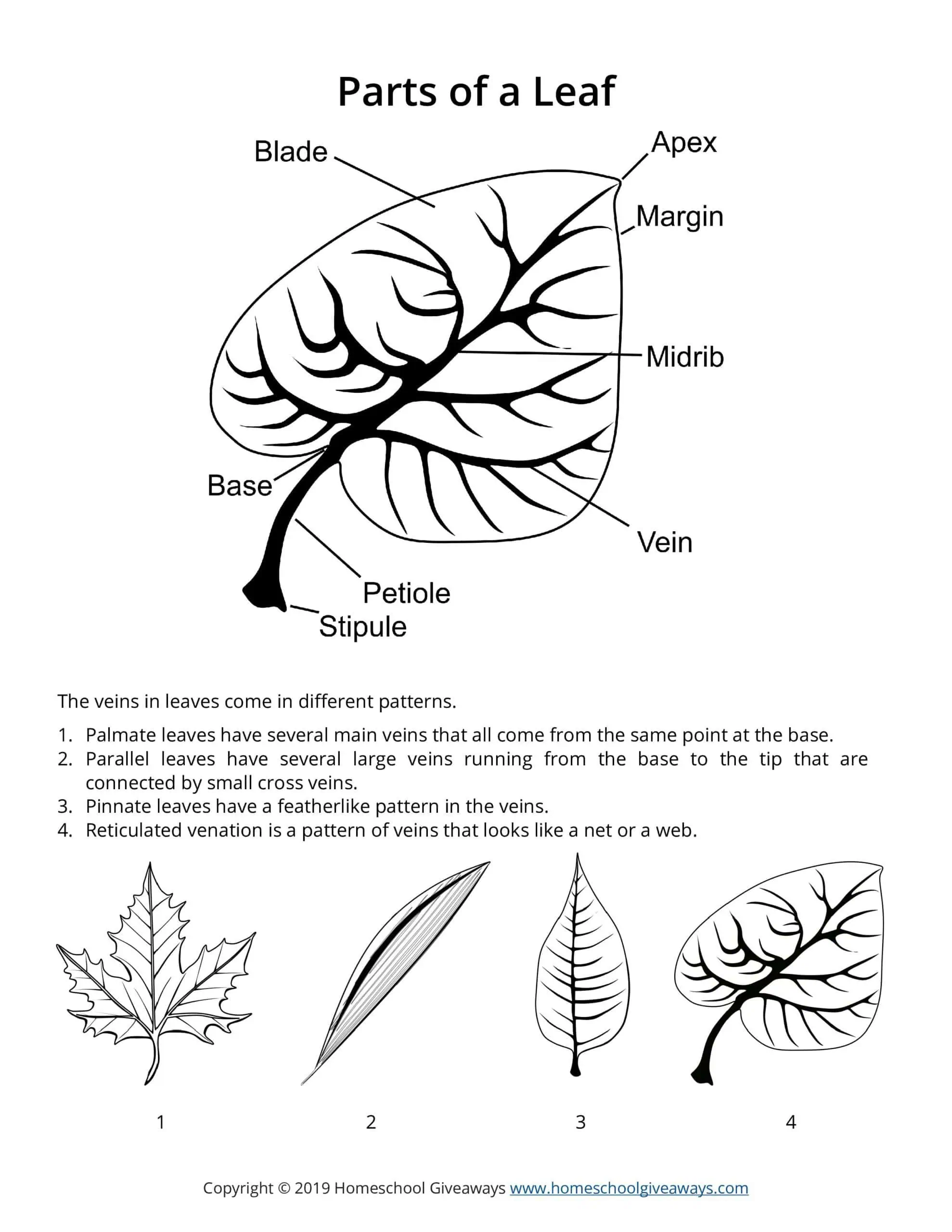 parts of a leaf diagram with 4 different leaf vein images