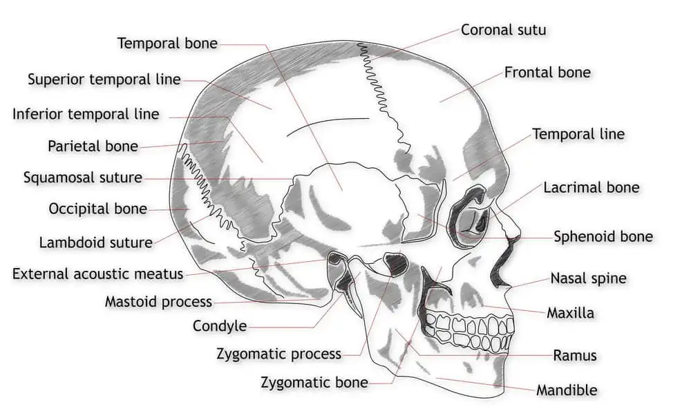 human skull labeled
