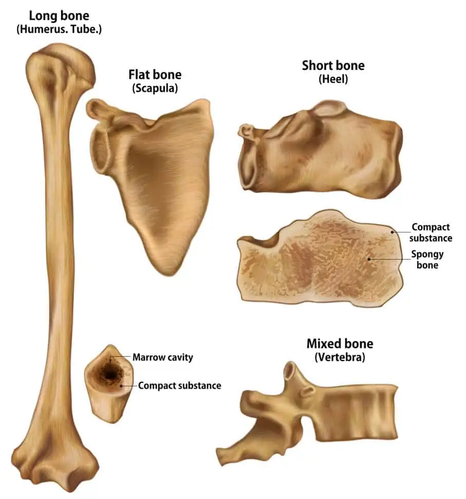 differnt types of bones diagram