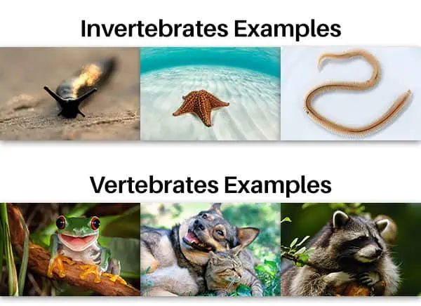 Invertebrate vs Vertebrate examples