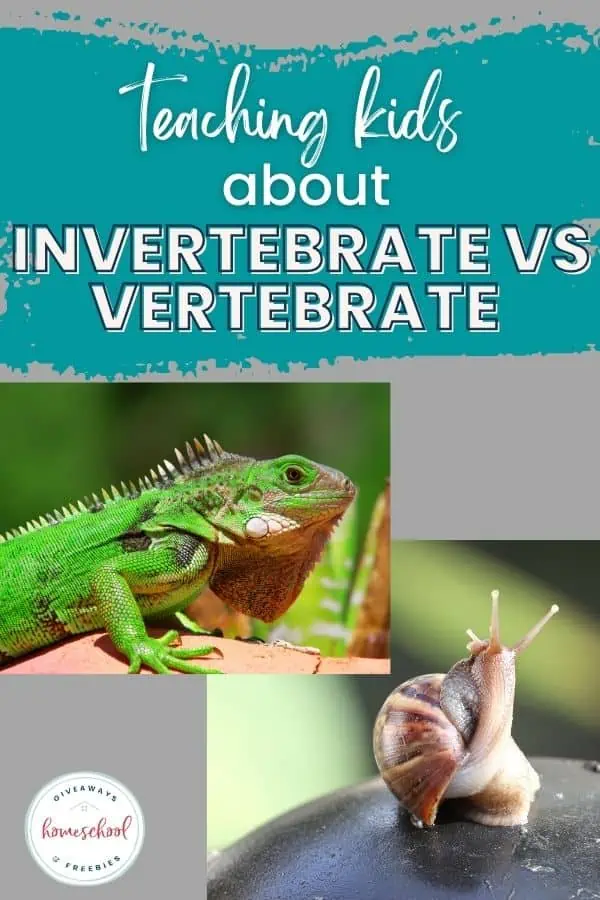 invertebrate vs vertebrate