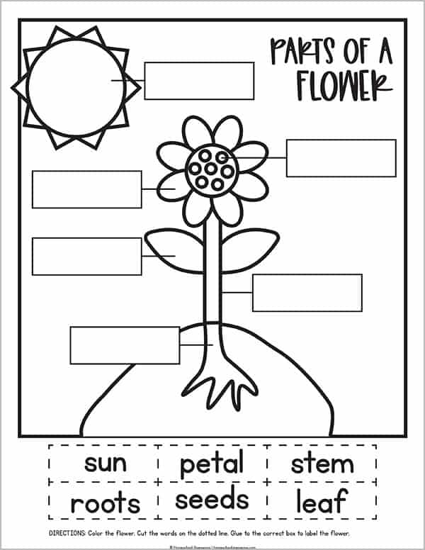 Printable Parts Of A Flower Worksheets For Kids