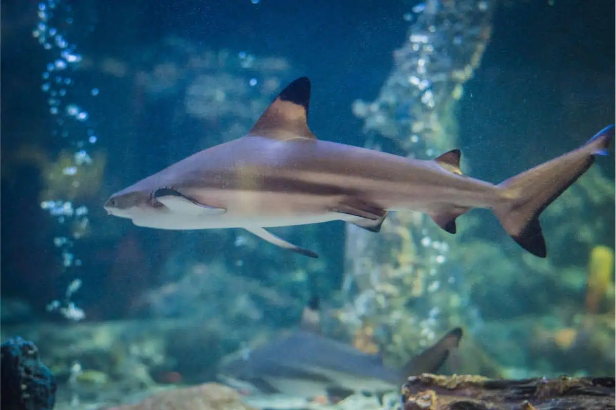 black tip shark in an aquarium tank swimming with another fish