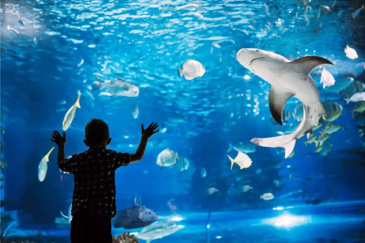 shark aquarium showing a boy from behind looking at the shark and fish in the aquarium