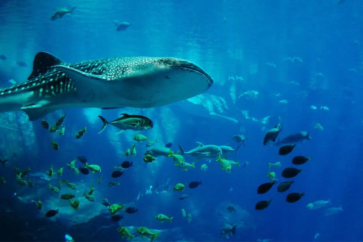 whale shark swimming in an aquarium with fish of different sizes